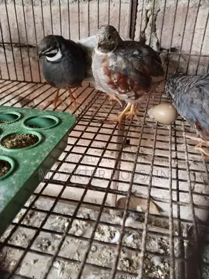 King Quail Bird Sale