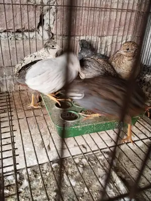 King Quail Bird Sale