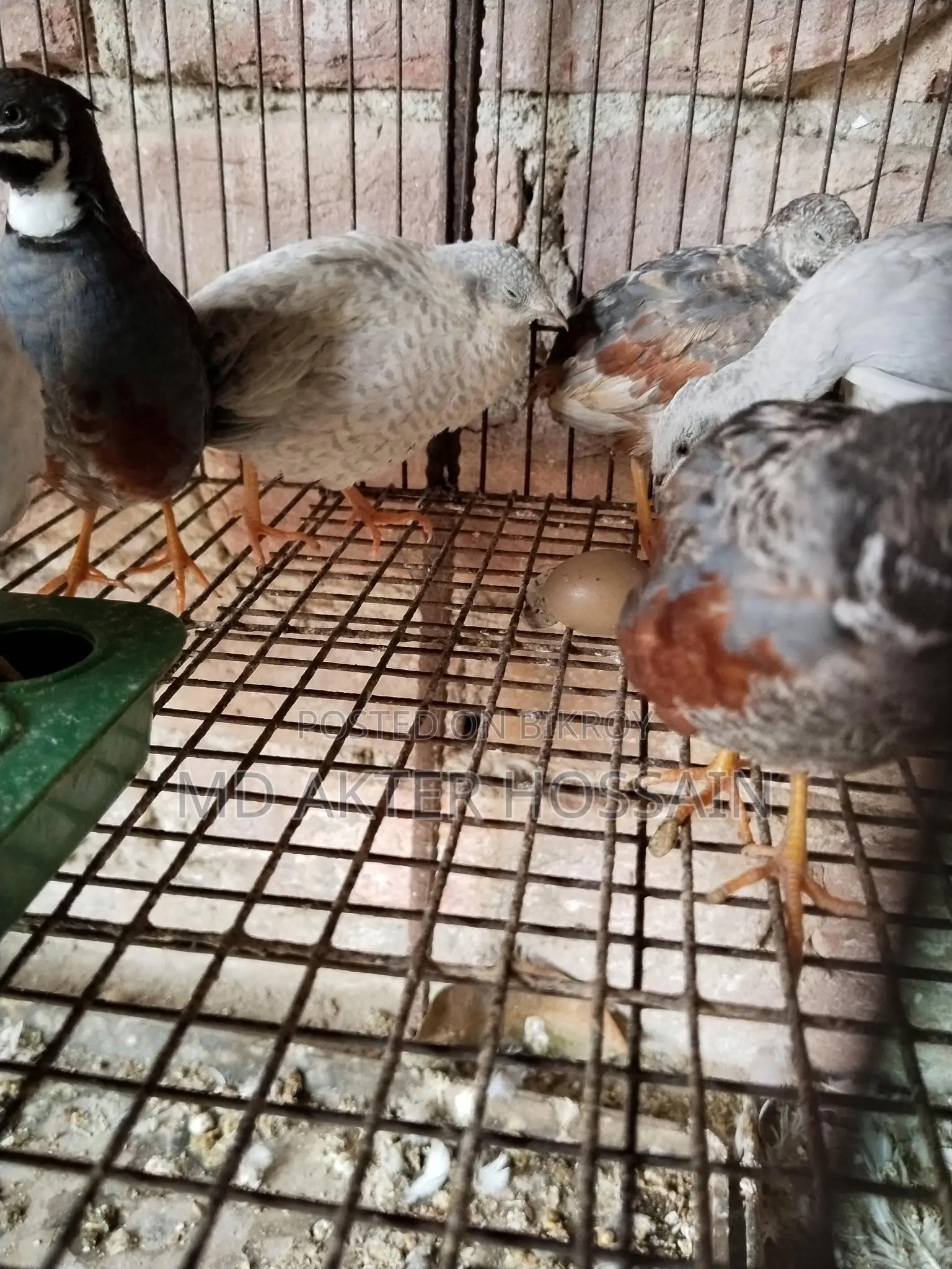 King Quail Bird Sale