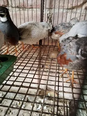King Quail Bird Sale