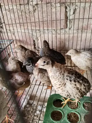 King Quail Bird Sale
