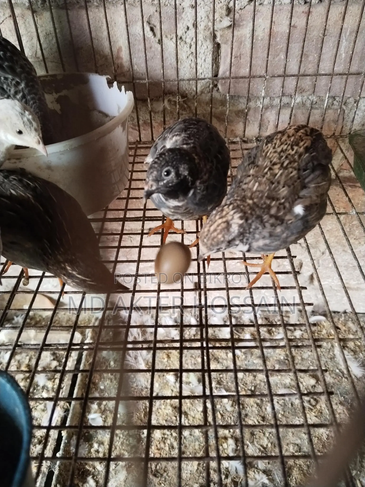 King Quail Bird Sale
