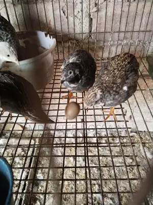 King Quail Bird Sale