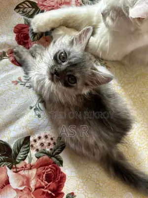 Traditional Persian Kitten