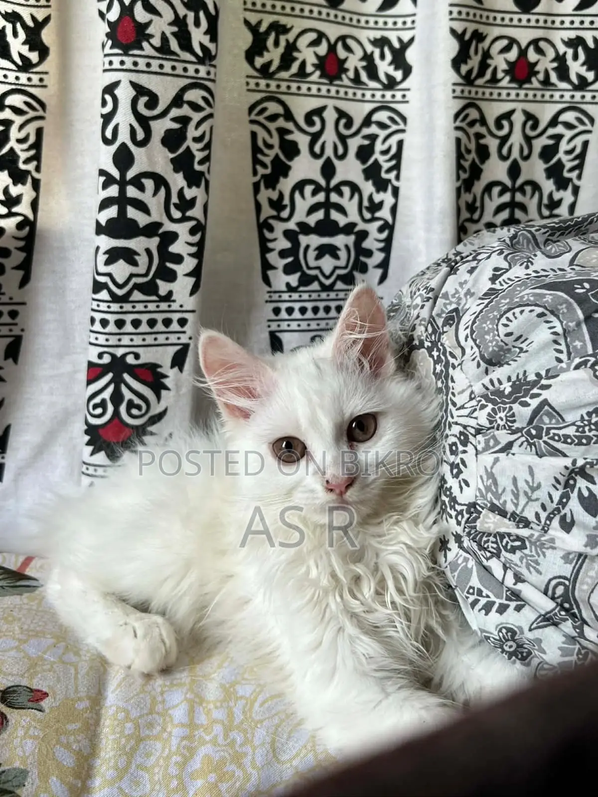 Traditional Persian Kitten