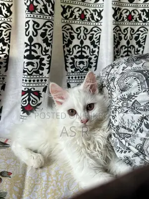 Traditional Persian Kitten