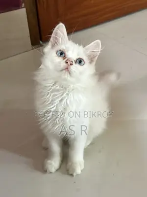 Traditional Persian Kitten