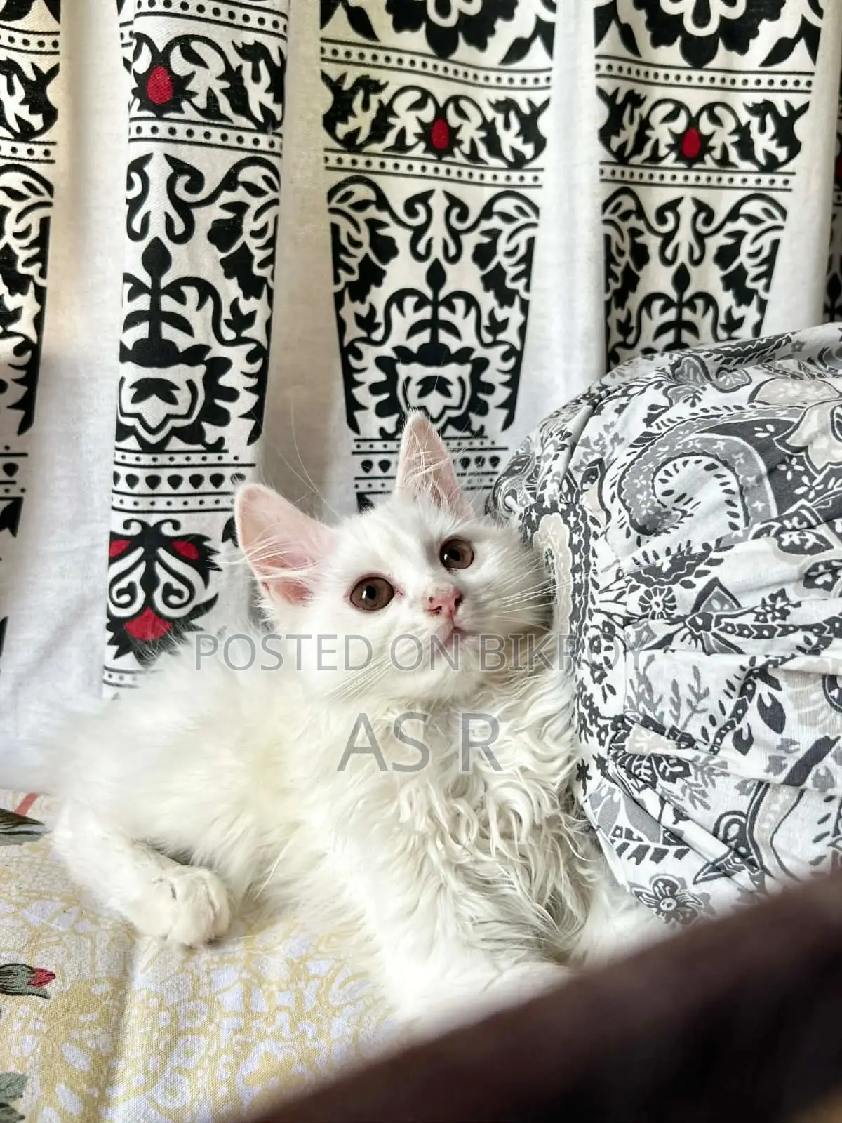 Traditional Persian Kitten