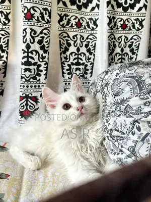 Traditional Persian Kitten