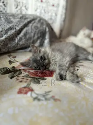 Traditional Persian Kitten