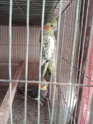 ককাটেল পাখি