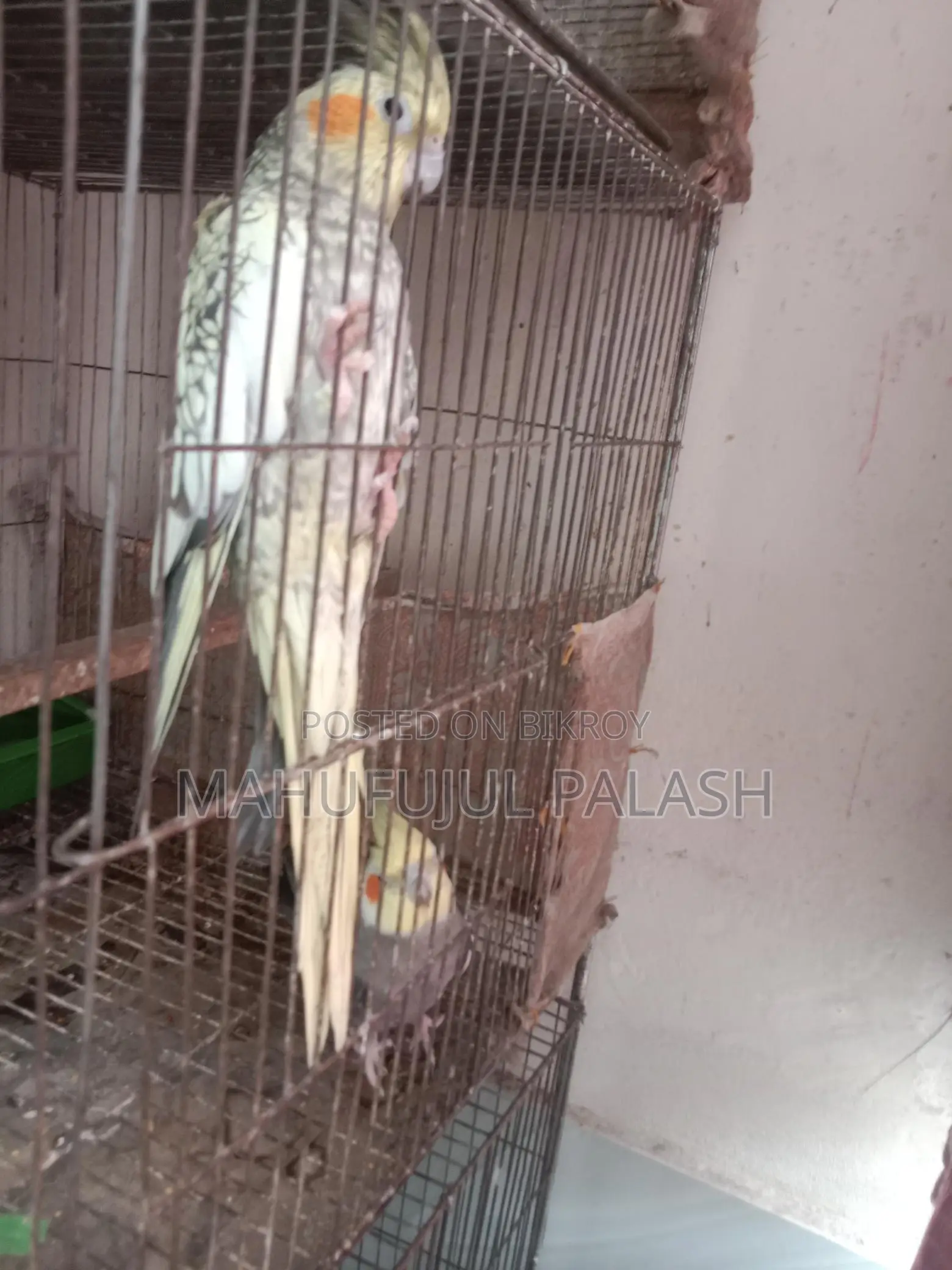 ককাটেল পাখি