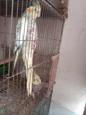 ককাটেল পাখি