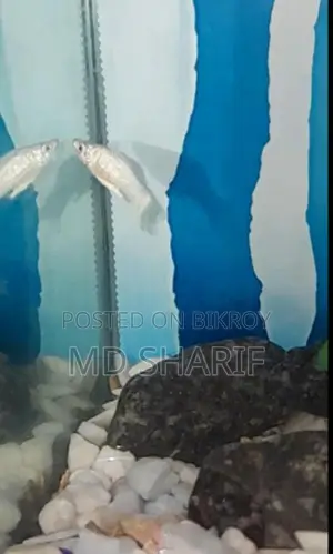 Aquarium Molly Fish