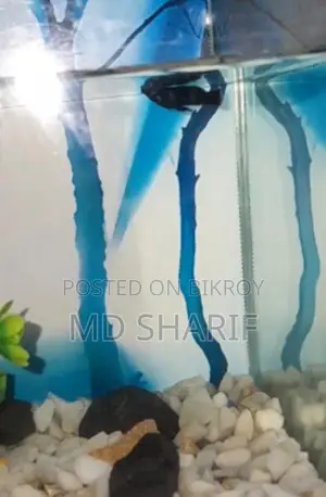 Aquarium Molly Fish