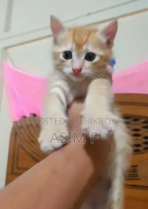 Mix Persian Female Cat