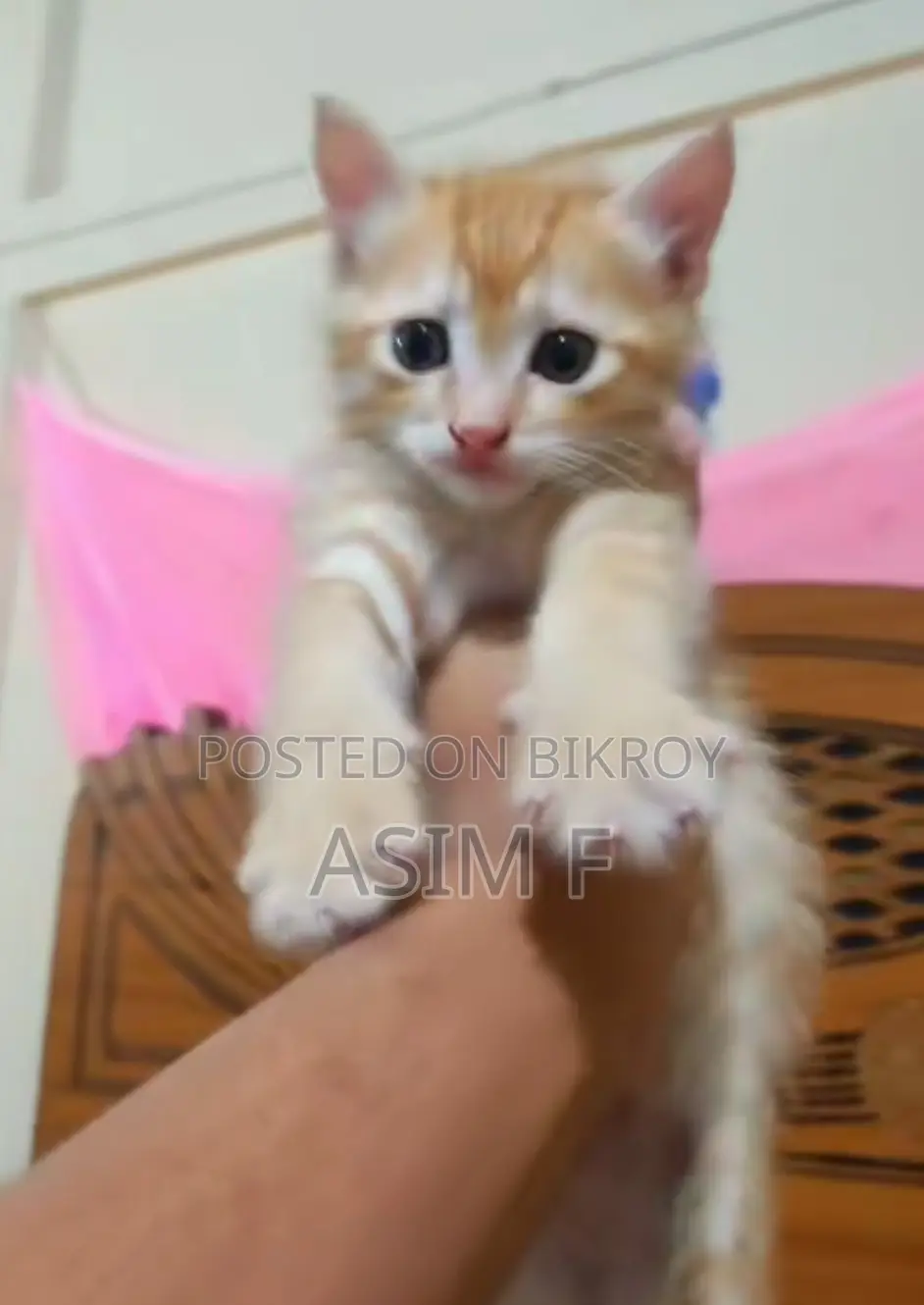 Mix Persian Female Cat