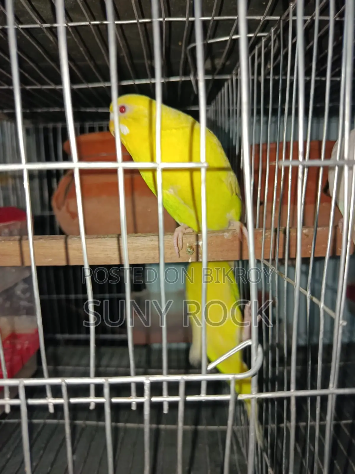 এক জোড়া এডাল্ট লুটিনো বাজরিগার