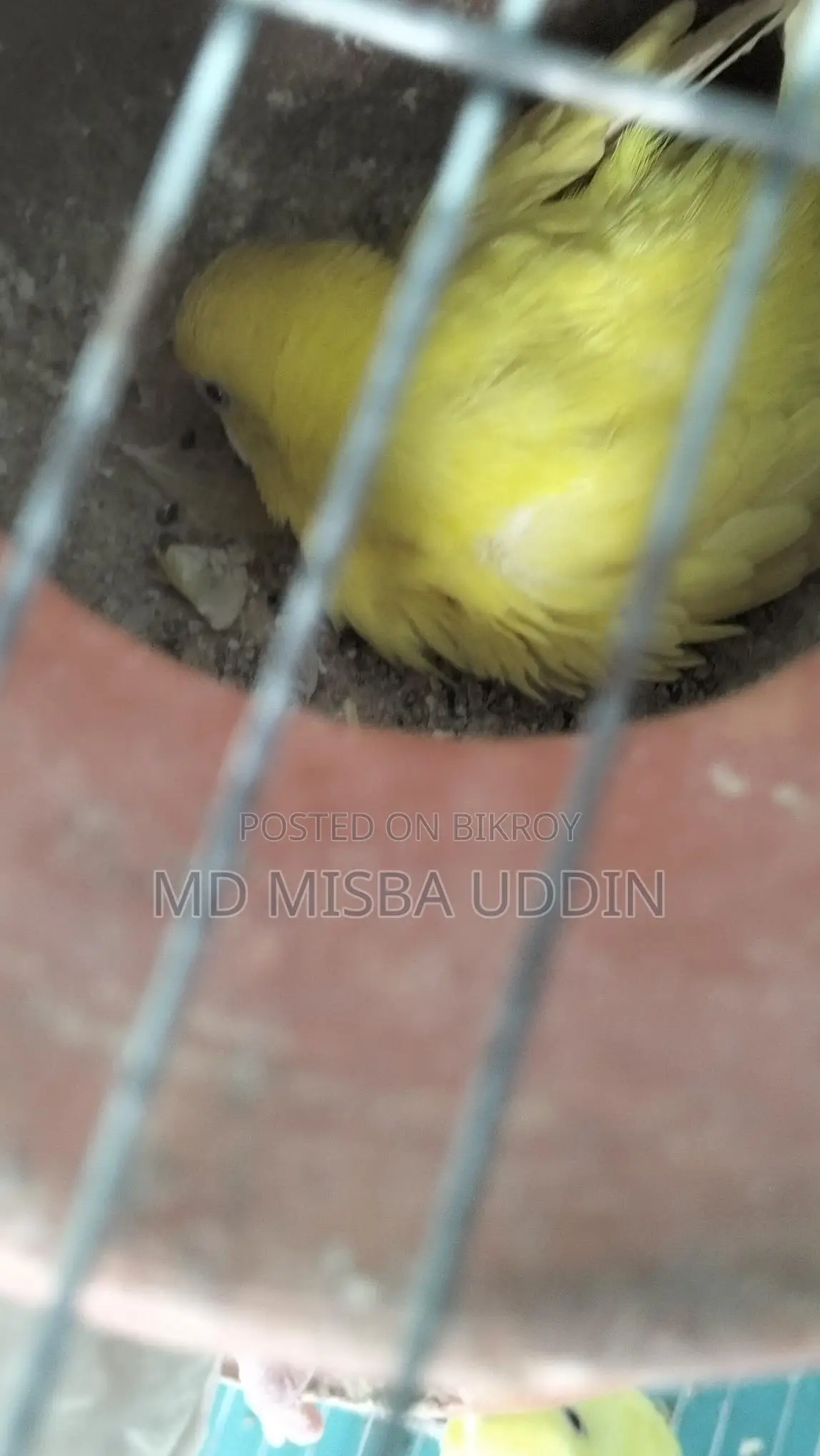 Budgie Birds, Red Eye with 4 Eggs