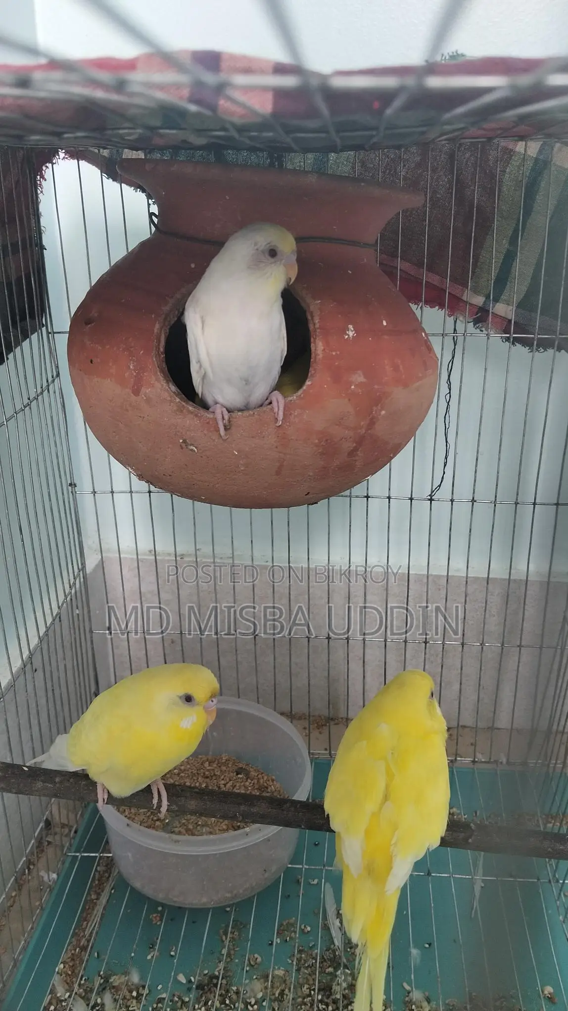 Budgie Birds, Red Eye with 4 Eggs