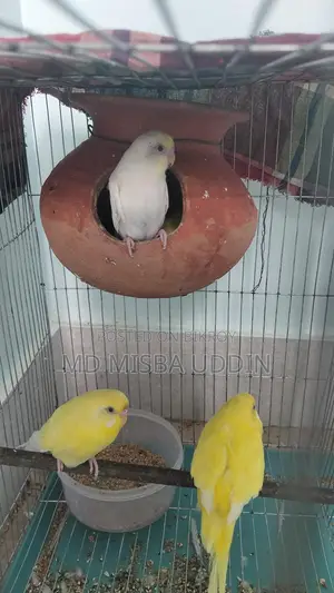 Budgie Birds, Red Eye with 4 Eggs