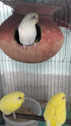Budgie Birds, Red Eye with 4 Eggs