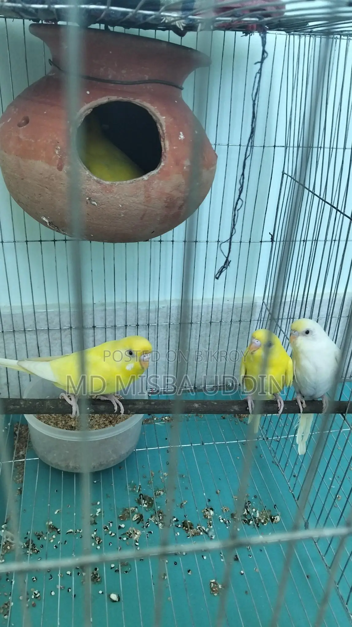 Budgie Birds, Red Eye with 4 Eggs