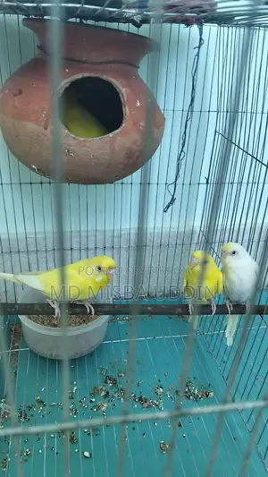Budgie Birds, Red Eye with 4 Eggs