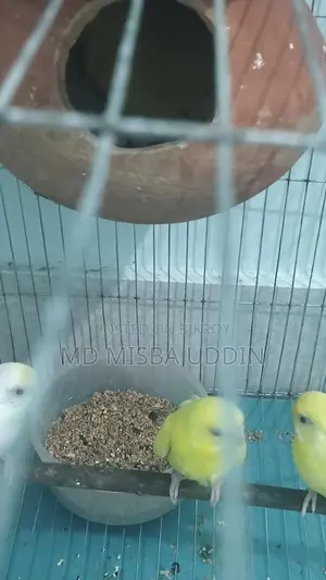 Budgie Birds, Red Eye with 4 Eggs