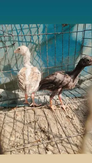 সরালি বাচ্চা ২ পিছ