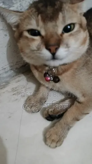 6-12 months Male Mixed Breed American Bobtail