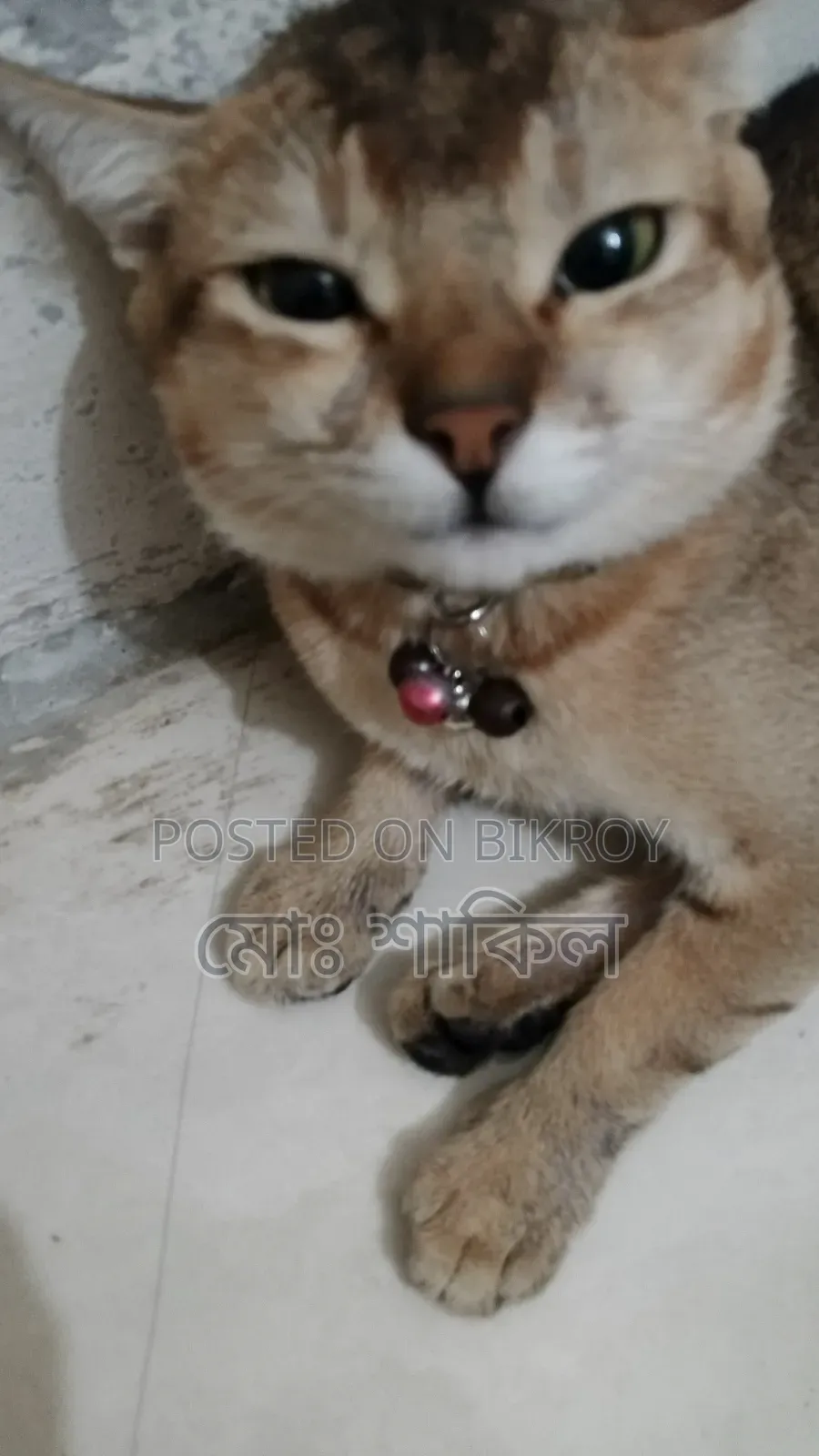 6-12 months Male Mixed Breed American Bobtail