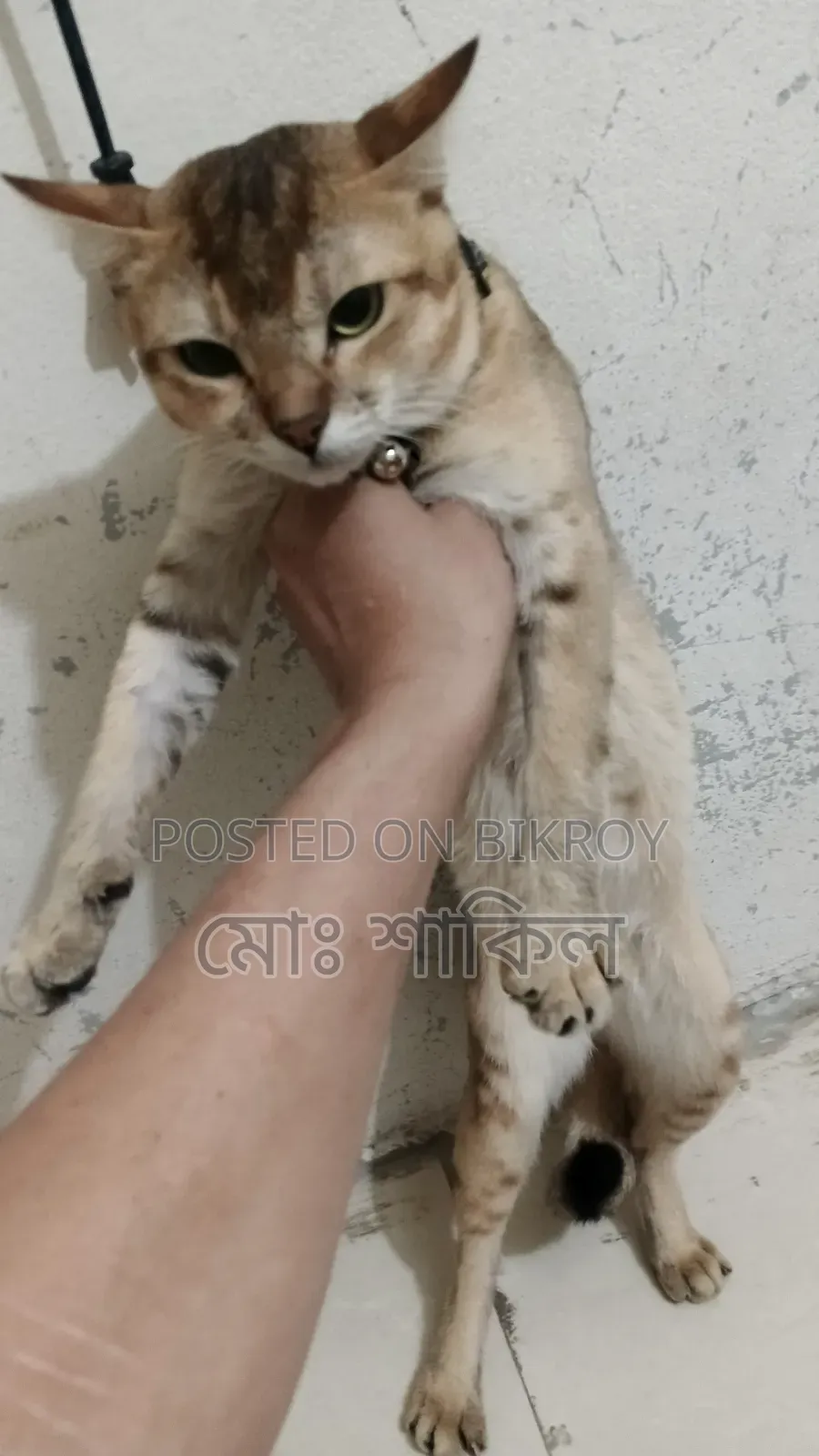 6-12 months Male Mixed Breed American Bobtail
