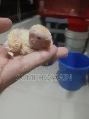 Red head opaline lovebird baby