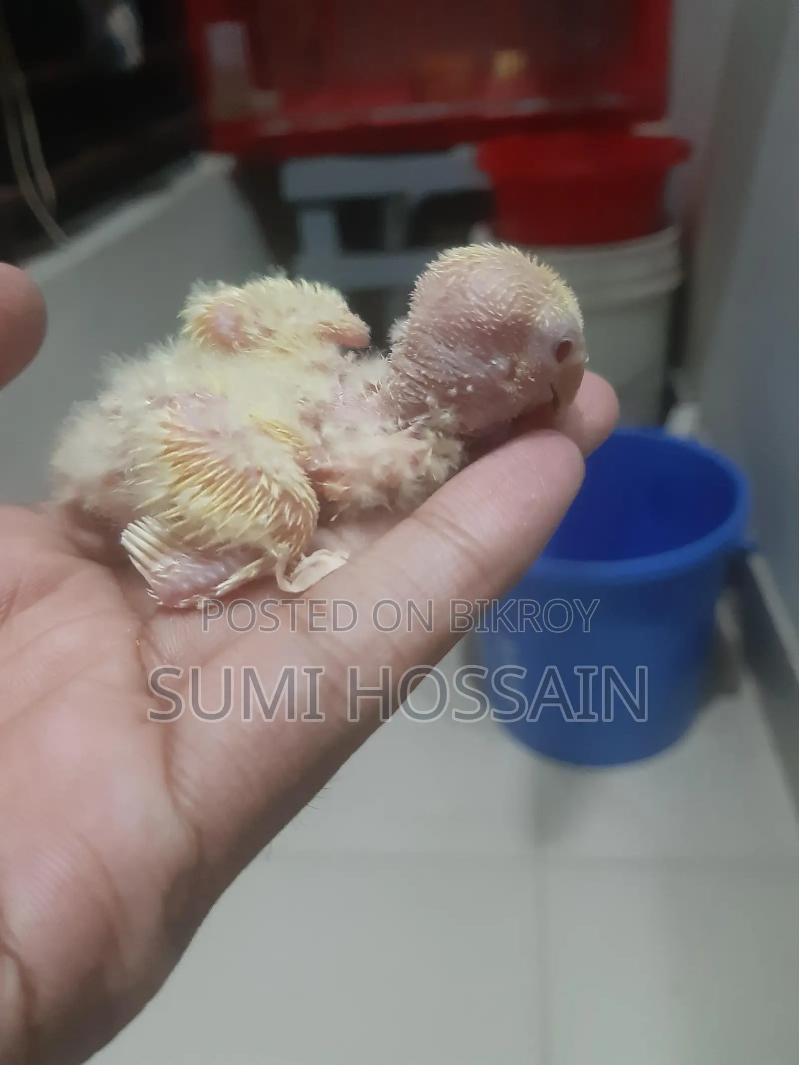 Red head opaline lovebird baby