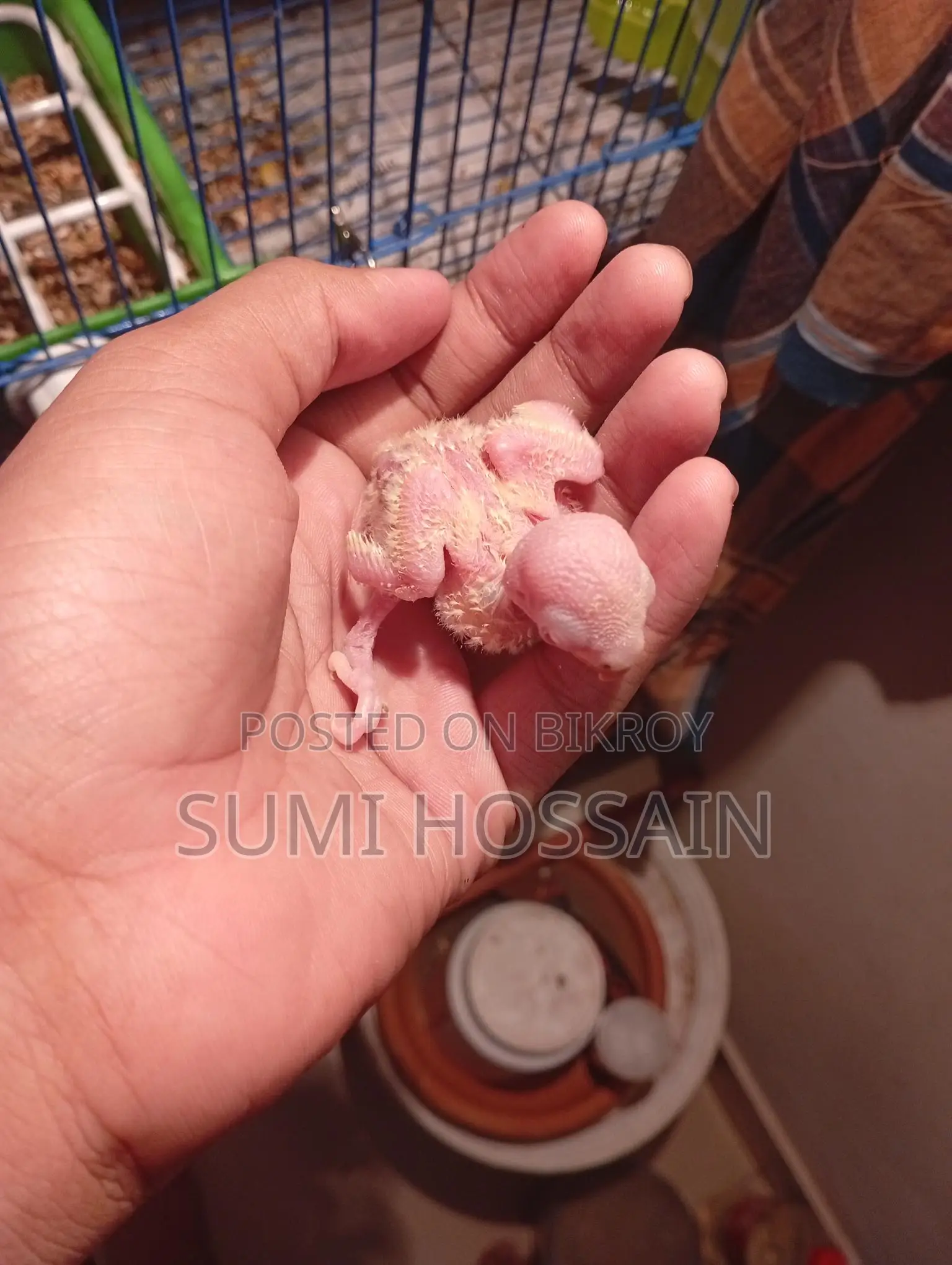 Red head opaline lovebird baby