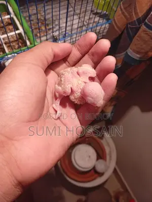 Red head opaline lovebird baby