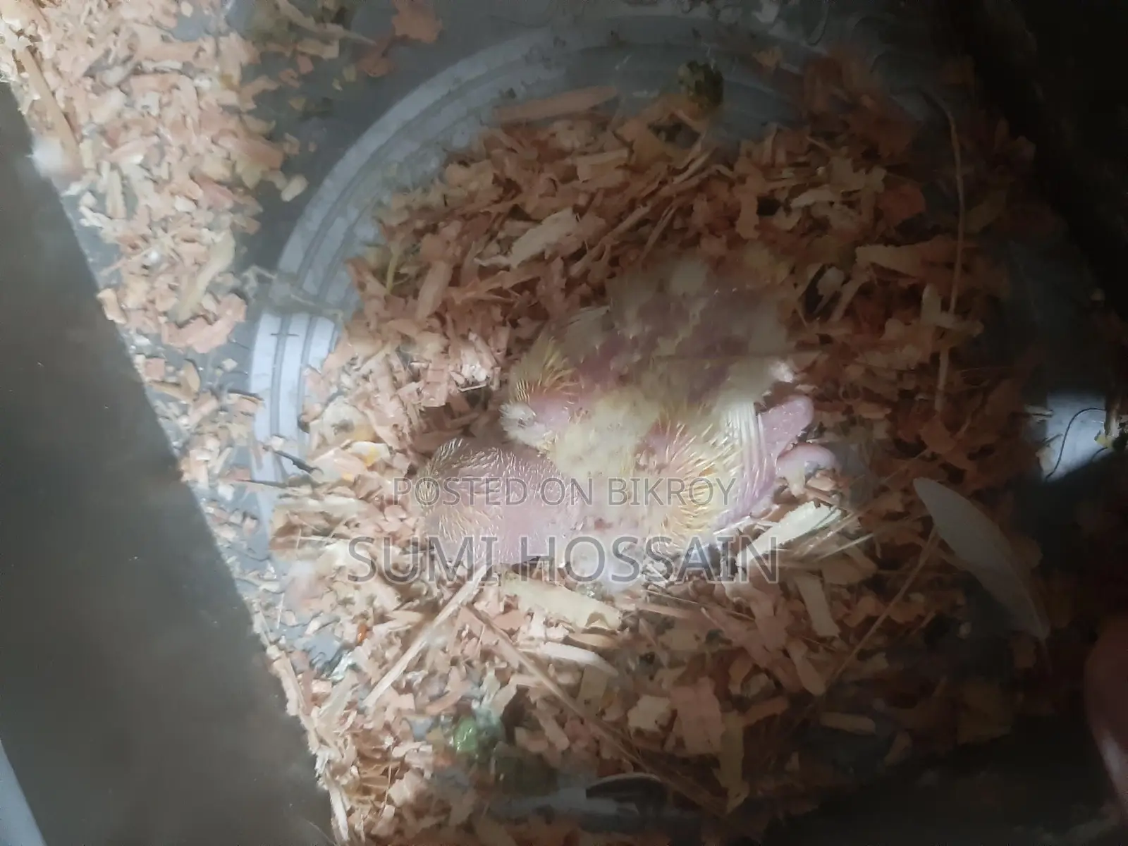 Red head opaline lovebird baby