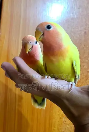 Super Tame Lovebird