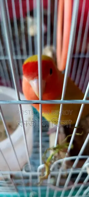 Super Tame Lovebird