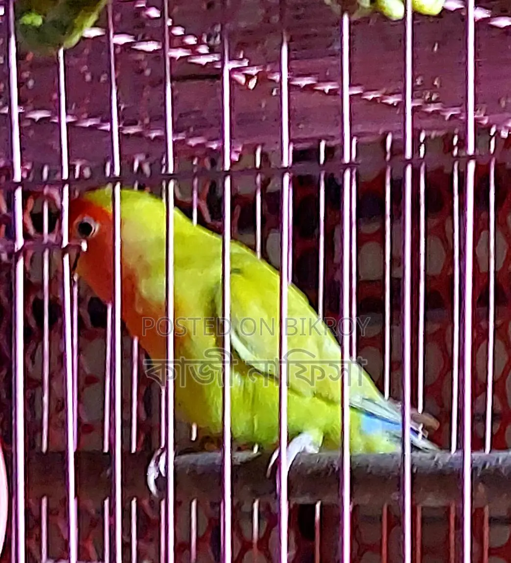 Super Tame Lovebird