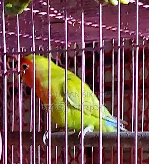 Super Tame Lovebird