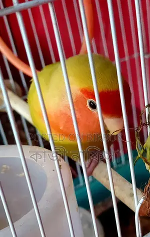 Super Tame Lovebird