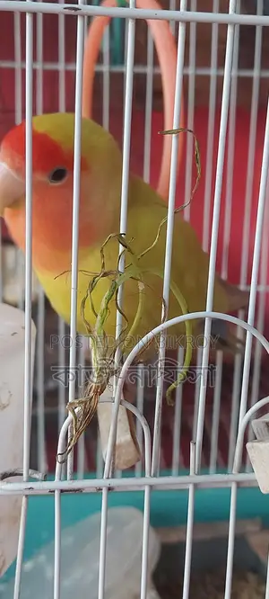 Super Tame Lovebird