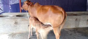১২০০ নং গাভী কিনুন ভালো জাতের পোষার জন্য ।