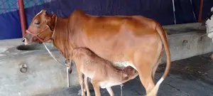 ১২০০ নং গাভী কিনুন ভালো জাতের পোষার জন্য ।