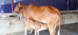 Buy Cow No. 1200 for Rearing