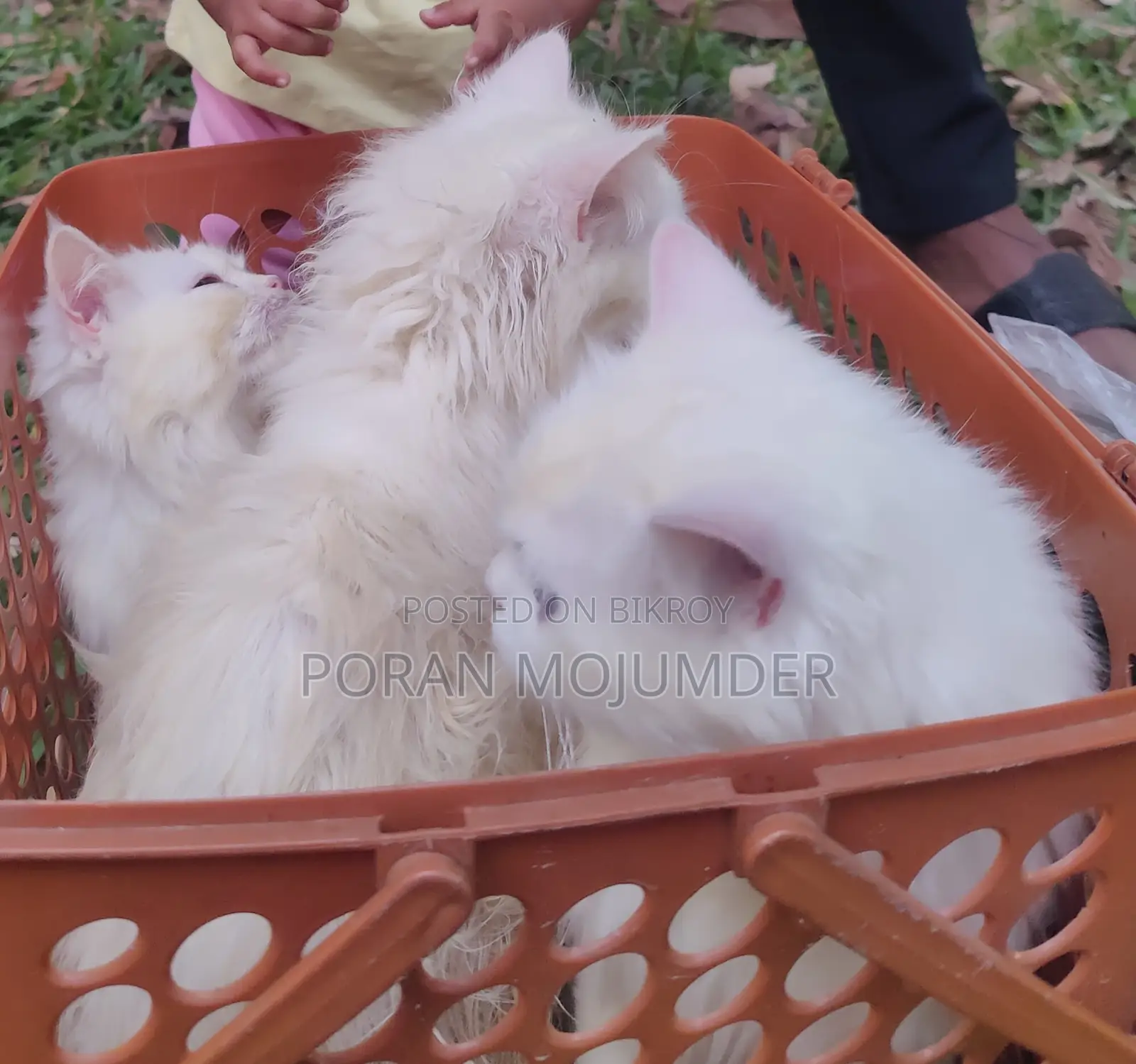Persian Cat