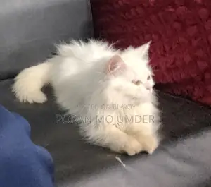 Persian Cat