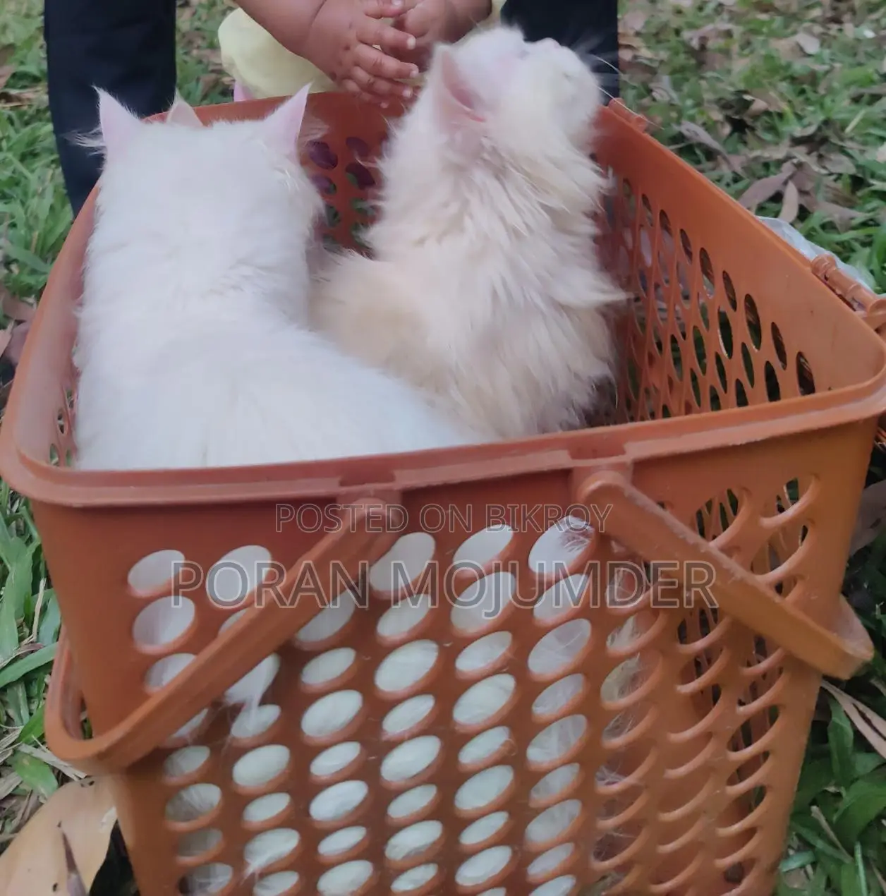 Persian Cat